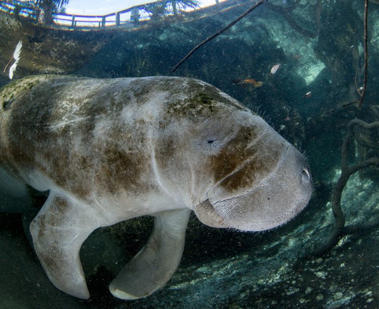 Crystal River Works to Save Manatees and the Local Economy