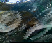 Crystal River Works to Save Manatees and the Local Economy