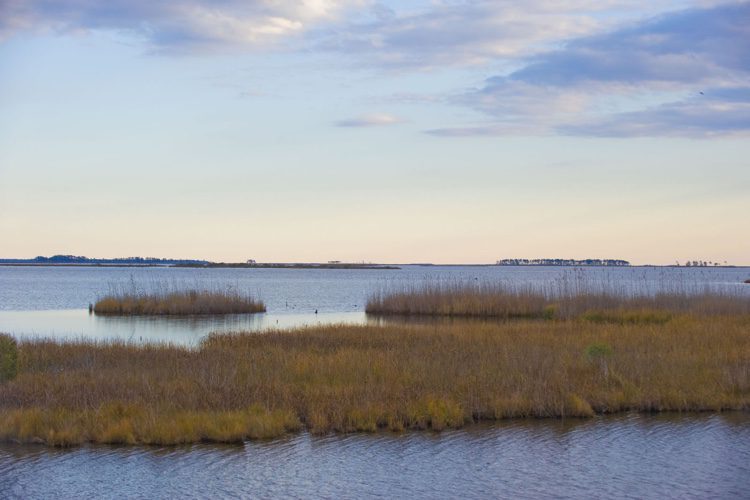 Wetlands Worth their Weight