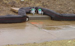 11.DuraWattle Picture