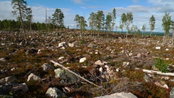 Sponsored Content: One Forest, Multiple Perspectives
