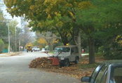 Removal of Fallen Leaves Can Improve Urban Water Quality