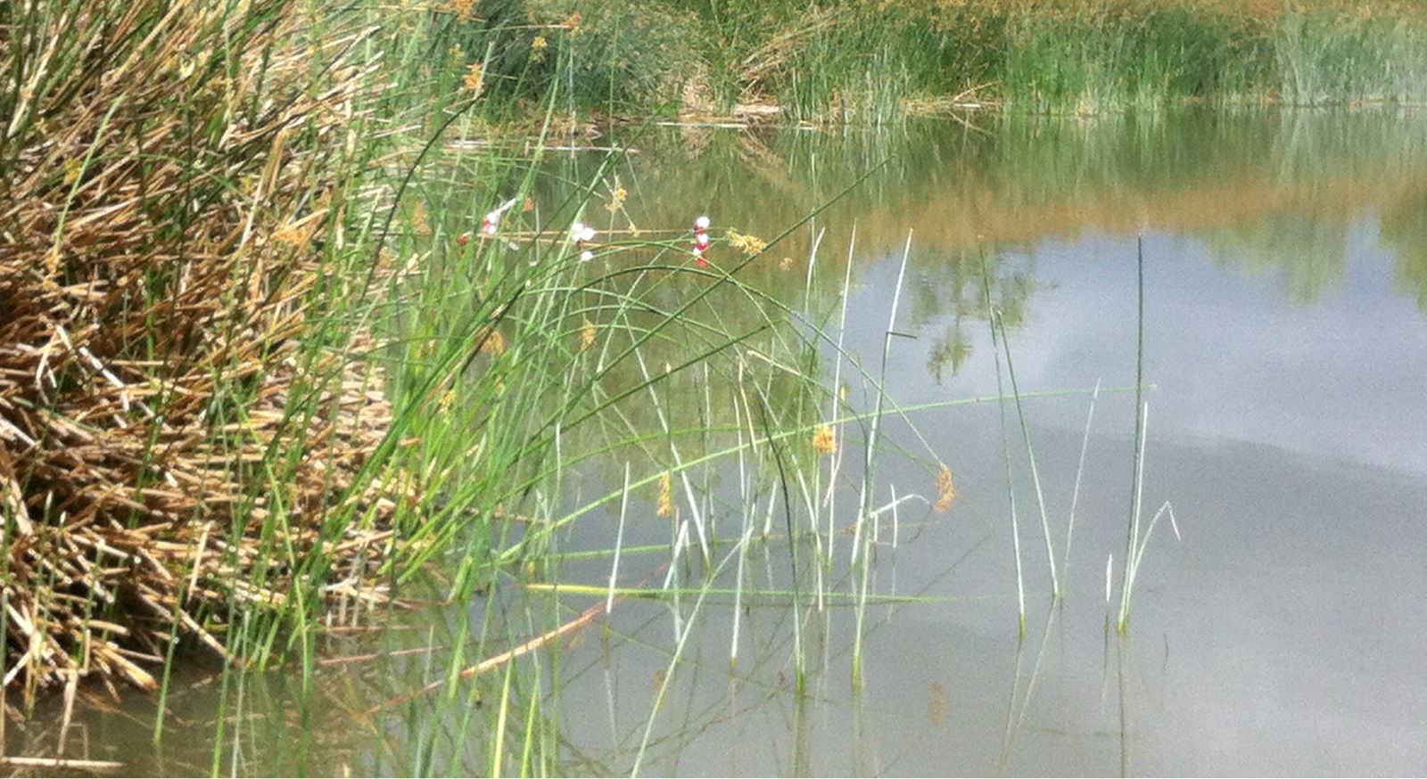 Emerging Ecological Risk Trends You Should Keep in Mind in 2017