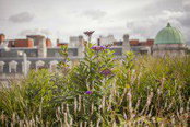 Arup Wins at Landscape Institute (LI) Awards