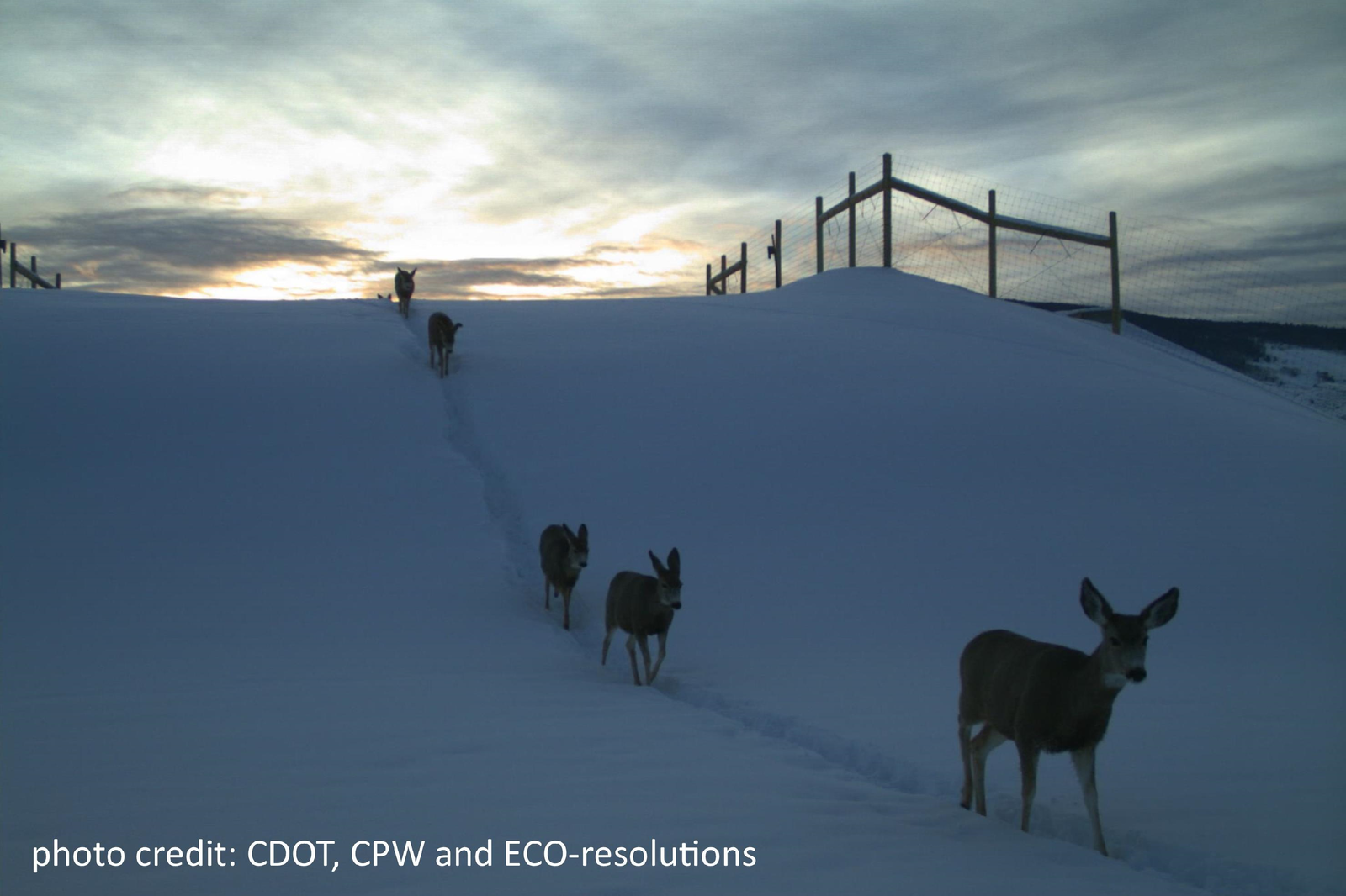 Statewide Wildlife Safety Mitigation Efforts Prove Beneficial