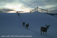 Statewide Wildlife Safety Mitigation Efforts Prove Beneficial