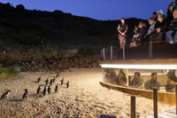 Penguin Perfect: Providing a Picturesque ‘Penguins Plus’ Path and Pavilion