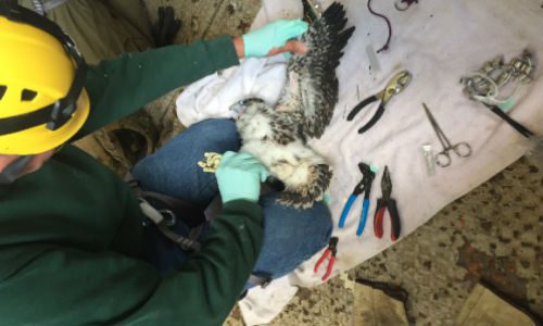 Back to the Nest: Falcons Return to Michigan Bridges