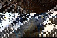 Clean Water From Cows? Regenis System Re(Moo)ves Impurities