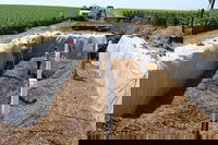 What Are Denitrifying Woodchip Bioreactors, and How Do They Help the Environment?