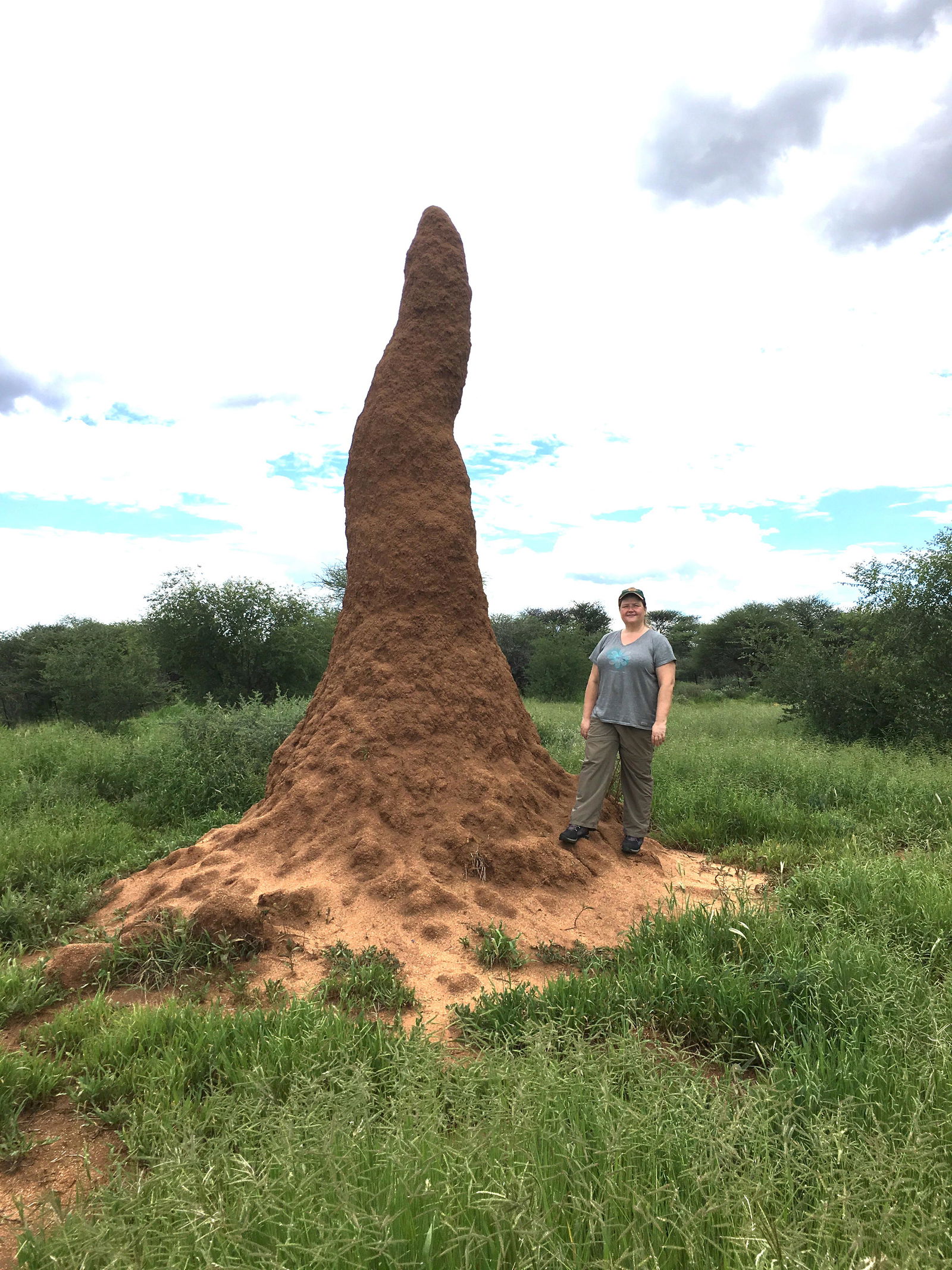 Termite Mounts Hide Secrets to Sustainable Buildings of the Future