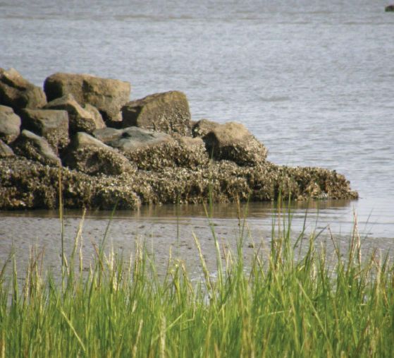 Reef Re-Creation for Shoreline Protection