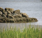 Reef Re-Creation for Shoreline Protection