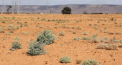 Massive Power Station Revegetation Project Completed in Australia