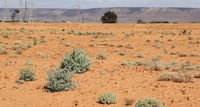 Massive Power Station Revegetation Project Completed in Australia