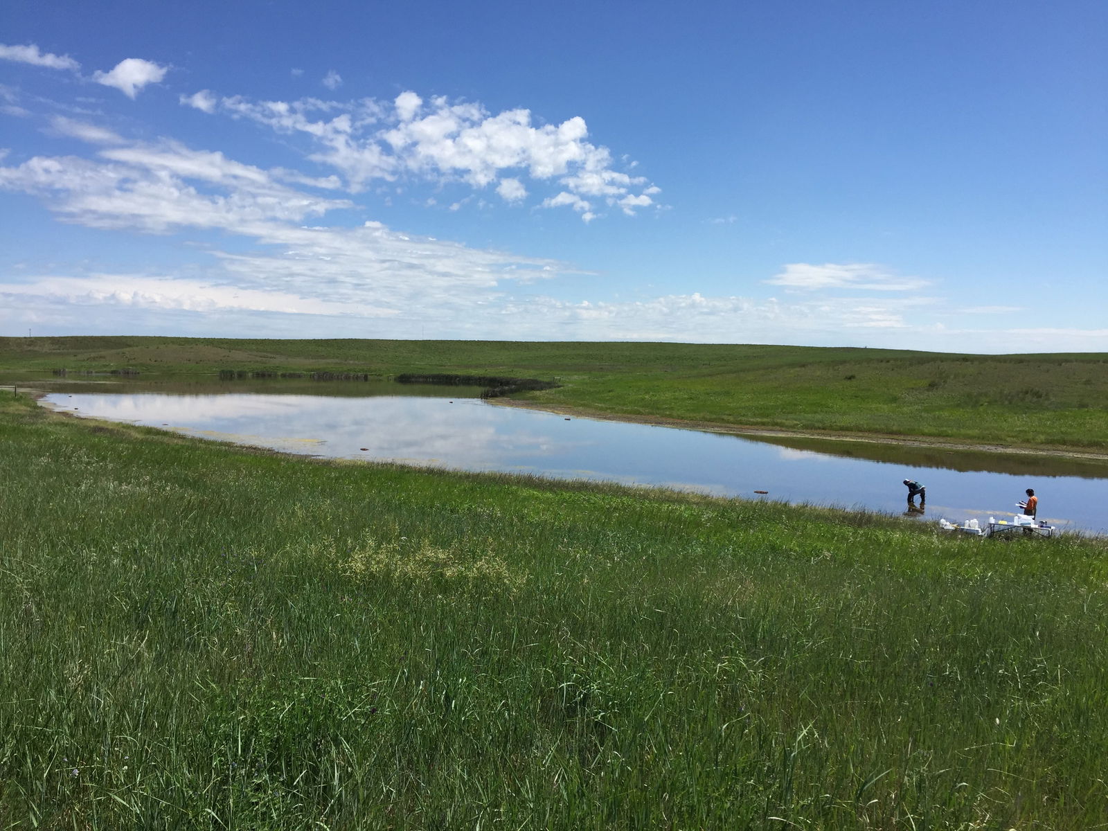 USGS Research Helps Identify Impacts to Amphibians in the Prairie Pothole Region from Historic Oil and Gas Production