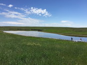 USGS Research Helps Identify Impacts to Amphibians in the Prairie Pothole Region from Historic Oil and Gas Production