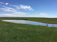 USGS Research Helps Identify Impacts to Amphibians in the Prairie Pothole Region from Historic Oil and Gas Production