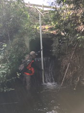 Stantec Assisting City of Kirkland to Improve Fish Passage, Reduce Flooding in Cedar Creek