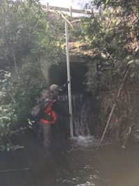 Stantec Assisting City of Kirkland to Improve Fish Passage, Reduce Flooding in Cedar Creek