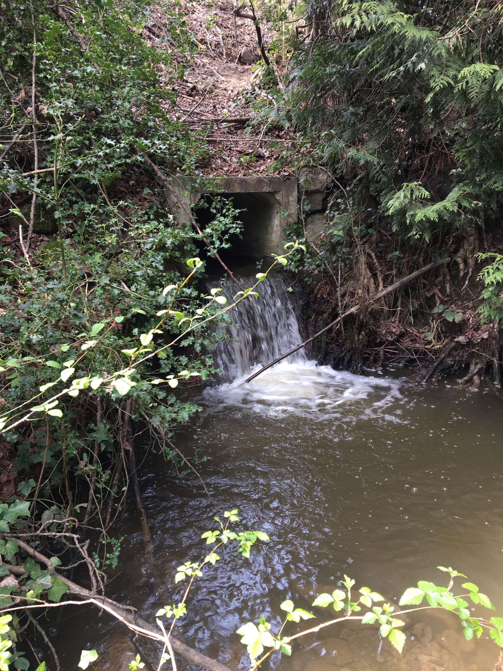 Stantec Assisting City of Kirkland to Improve Fish Passage, Reduce Flooding in Cedar Creek