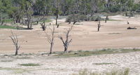 Underground Oases Could Save Ailing Murray Floodplains