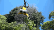 Video: New Tree Removal Technology