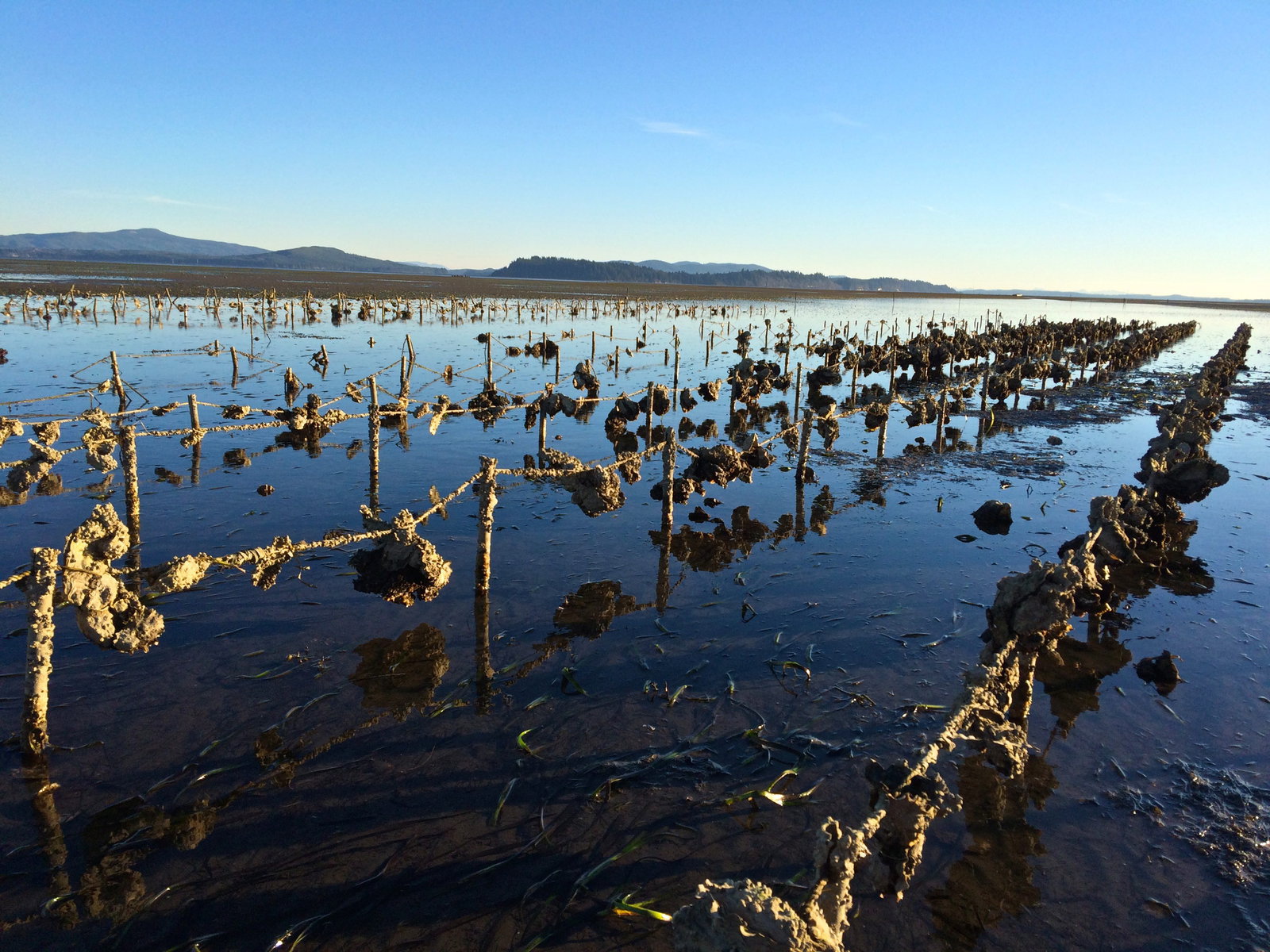 Stantec Completes Phase II of Study Supporting Revitalization of Western Washington Shellfish Industry