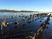Stantec Completes Phase II of Study Supporting Revitalization of Western Washington Shellfish Industry
