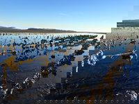 Stantec Completes Phase II of Study Supporting Revitalization of Western Washington Shellfish Industry