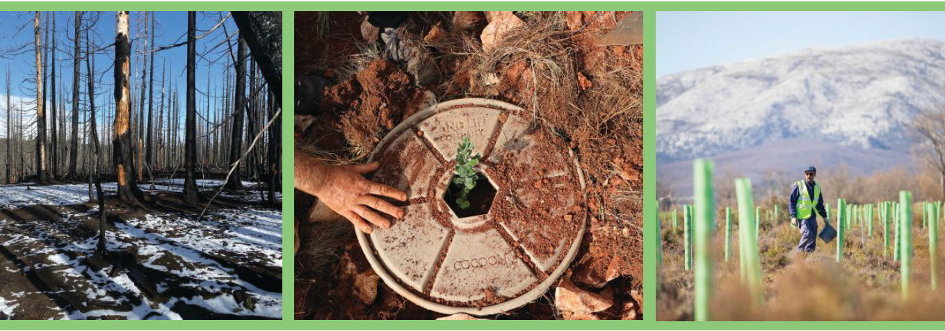 Plotting For Growth: Geospatial Technology Boosts Efforts To Rebuild Forests And Reestablish Landscapes