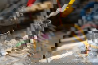 Rice Process Aims to Strip Ammonia from Wastewater