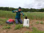 How cover crops can protect the Chesapeake Bay