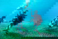 Hexagon’s R-evolution enables blue carbon credits for the world’s largest seagrass ecosystem