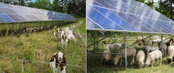 New York Power Authority and EPRI Complete Study Funded by APPA on Sustainable Land Practices Integrating Agriculture and Solar Systems