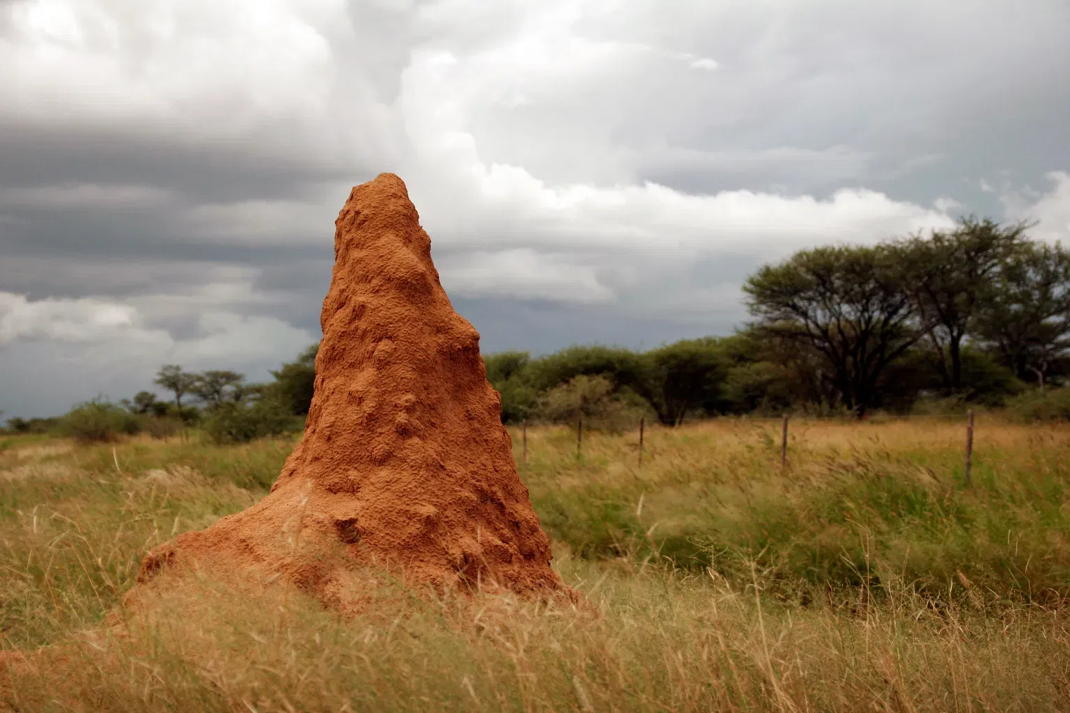 Termite mounds reveal secret to creating ‘living and breathing’ buildings that use less energy