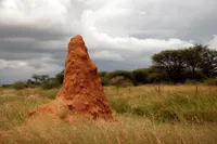 Termite mounds reveal secret to creating ‘living and breathing’ buildings that use less energy