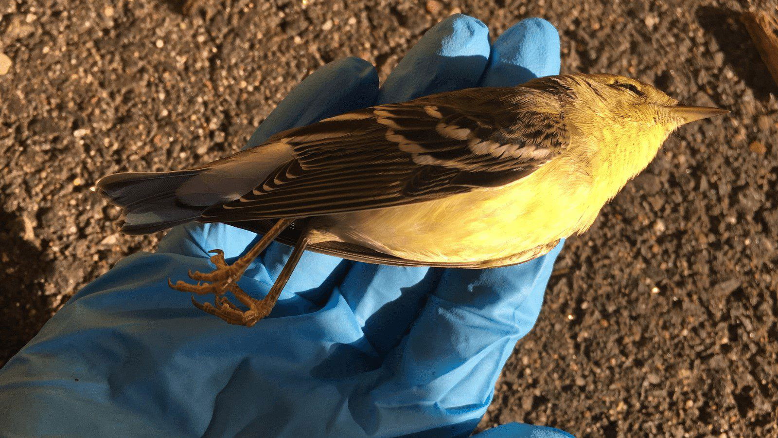 Cities Leading the Way on Bird-friendly Building Policies