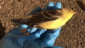 Cities Leading the Way on Bird-friendly Building Policies