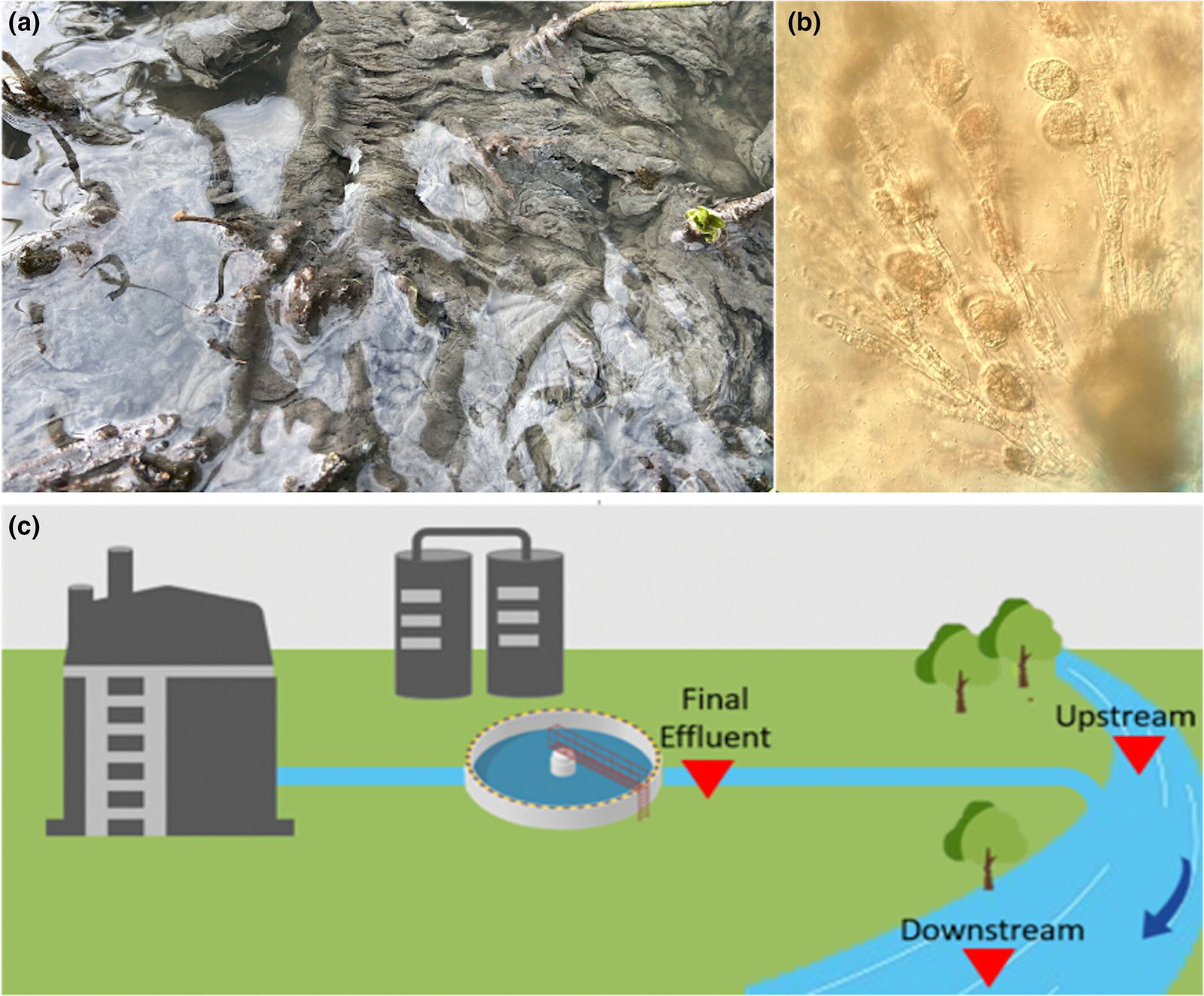 New Study Finds That Sewage Release Is Worse for Rivers Than Agriculture