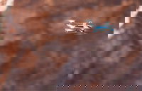 Off Rope! Drones for Bridge Inspection Increase Safety, Decrease Costs