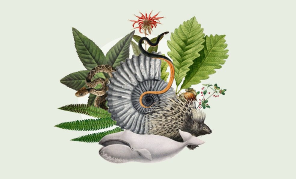 Partnership with Esri gives ArcGIS community easy access to species occurrence records