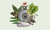 Partnership with Esri gives ArcGIS community easy access to species occurrence records